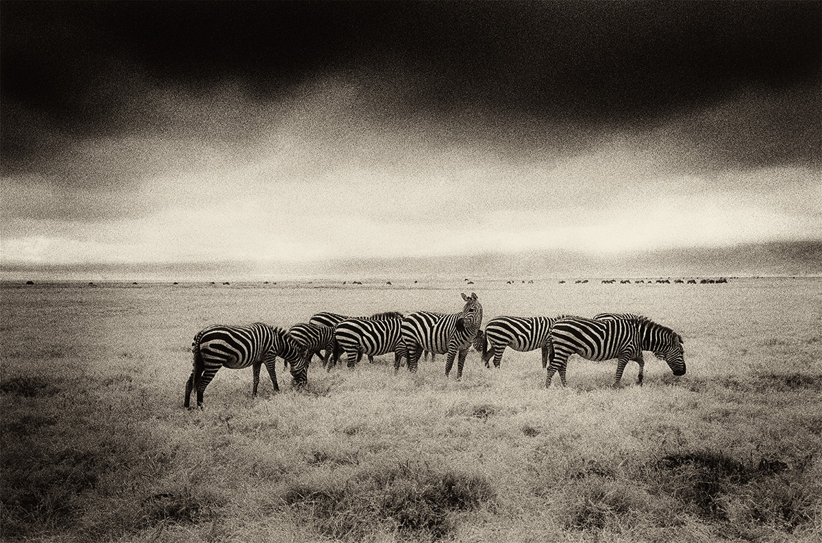 suenos-de-africa--aromas-de-la-luz-fotografia-oldskull