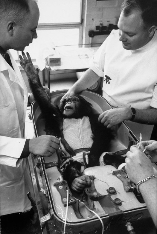 Ham_primer_chimpancé_astronauta-fotografia-oldskull-06