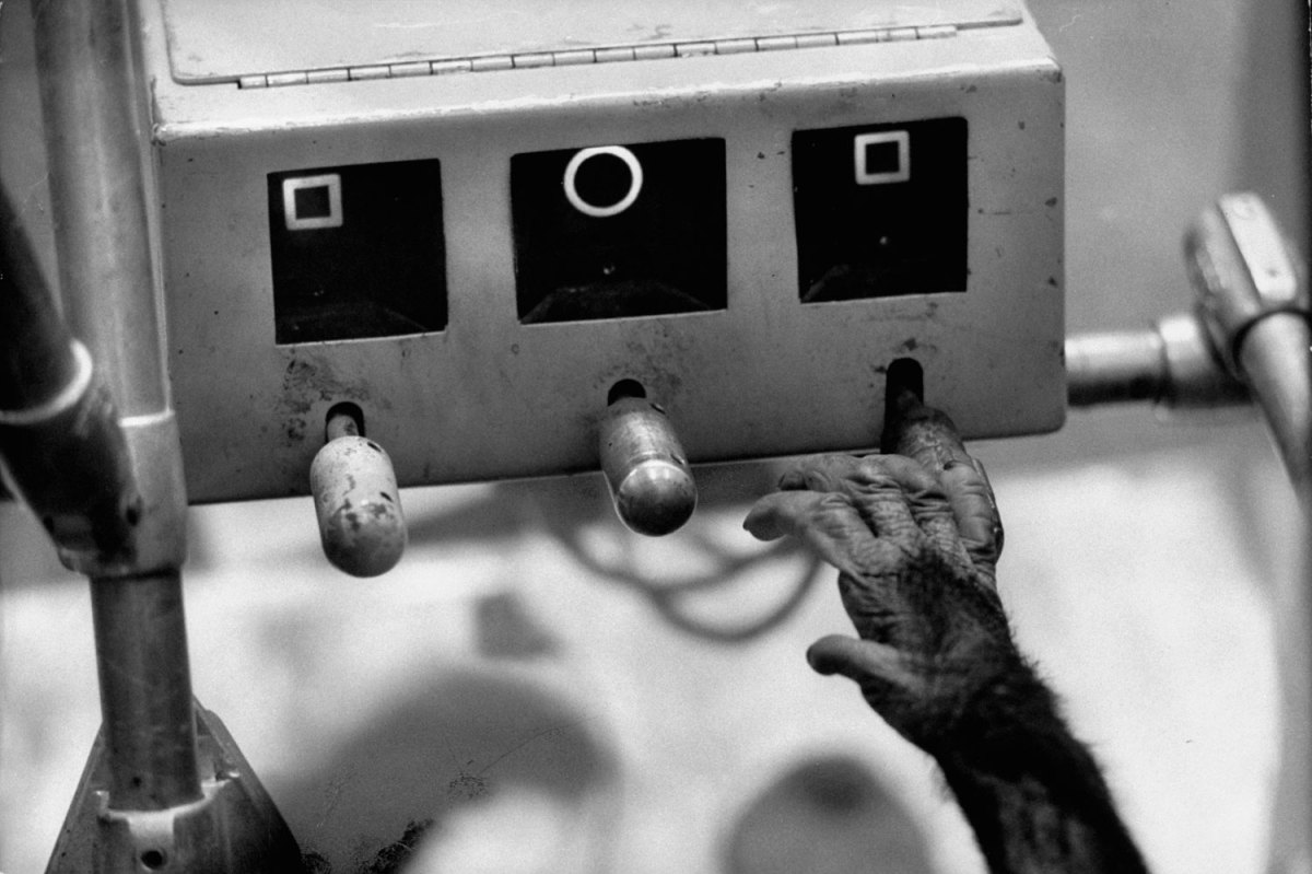 Ham_primer_chimpancé_astronauta-fotografia-oldskull-09