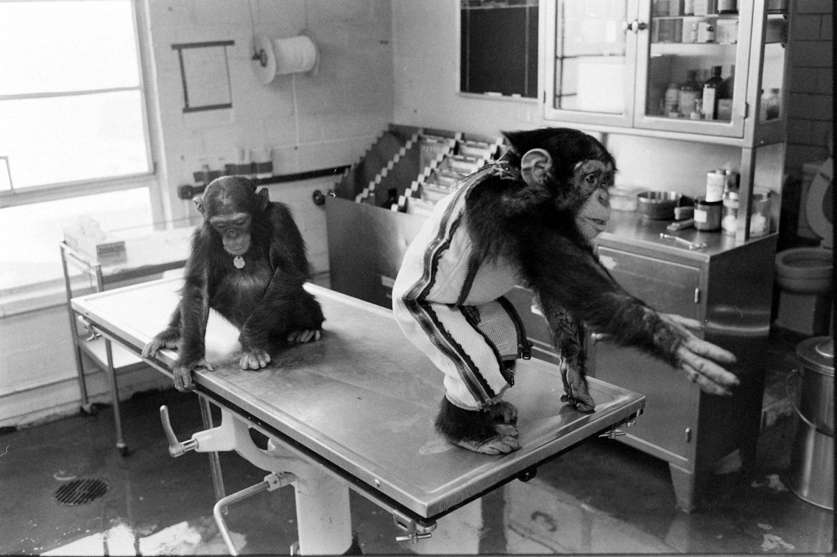 Ham_primer_chimpancé_astronauta-fotografia-oldskull-10