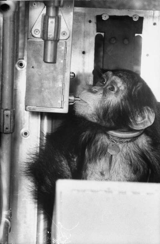 Ham_primer_chimpancé_astronauta-fotografia-oldskull-11