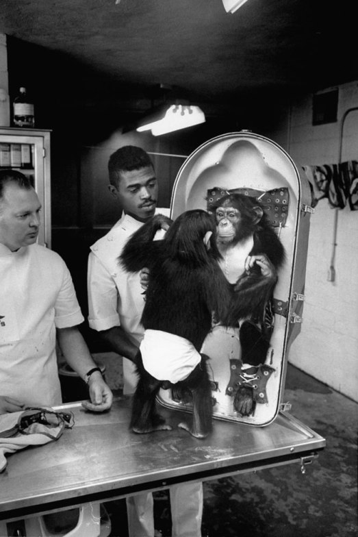 Ham_primer_chimpancé_astronauta-fotografia-oldskull-13