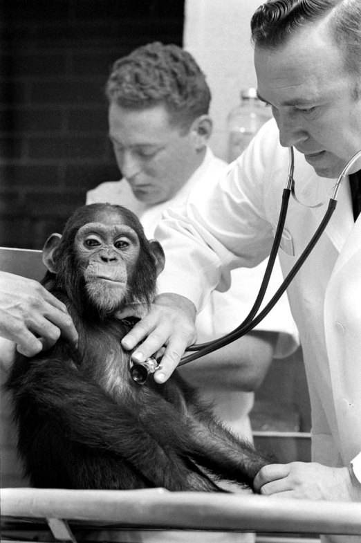 Ham_primer_chimpancé_astronauta-fotografia-oldskull-16