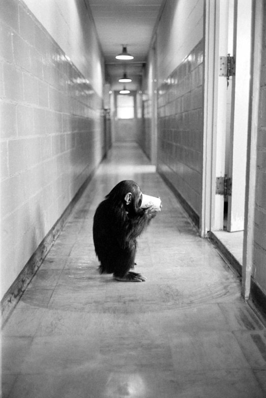 Ham_primer_chimpancé_astronauta-fotografia-oldskull-17