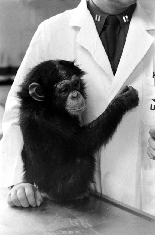 Ham_primer_chimpancé_astronauta-fotografia-oldskull-18