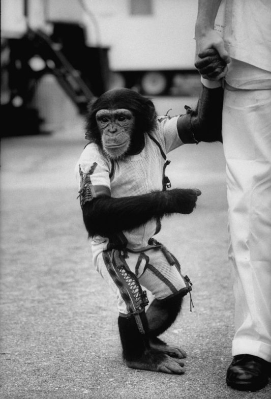 Ham_primer_chimpancé_astronauta-fotografia-oldskull-23