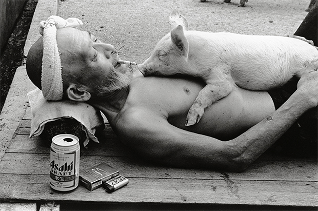 farmer and pigs photography oldskull 2