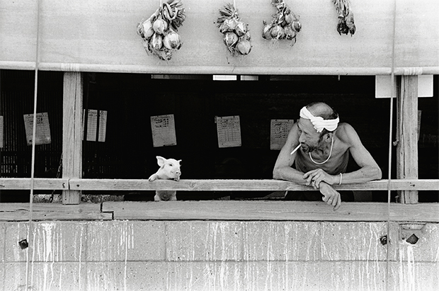 farmer and pigs photography oldskull 3