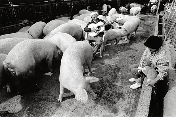 farmer and pigs photography oldskull 4