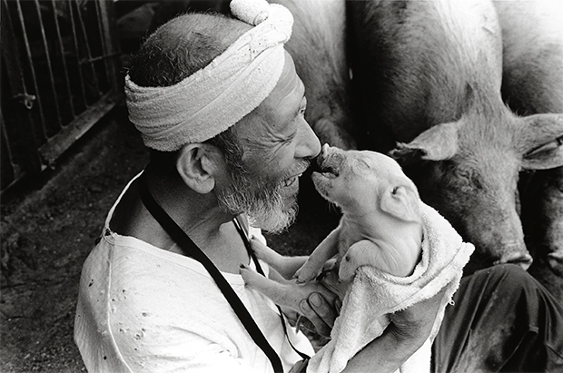 farmer and pigs photography oldskull 6
