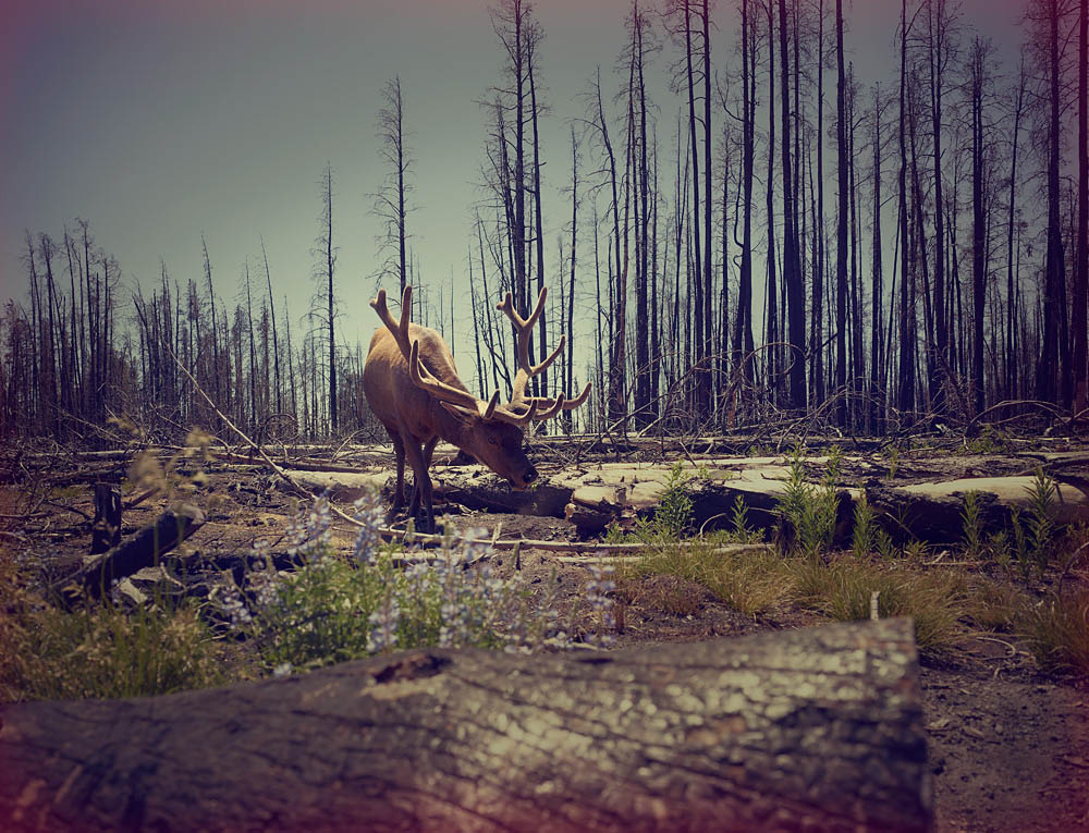 nickmeekfoto-oldskull-18