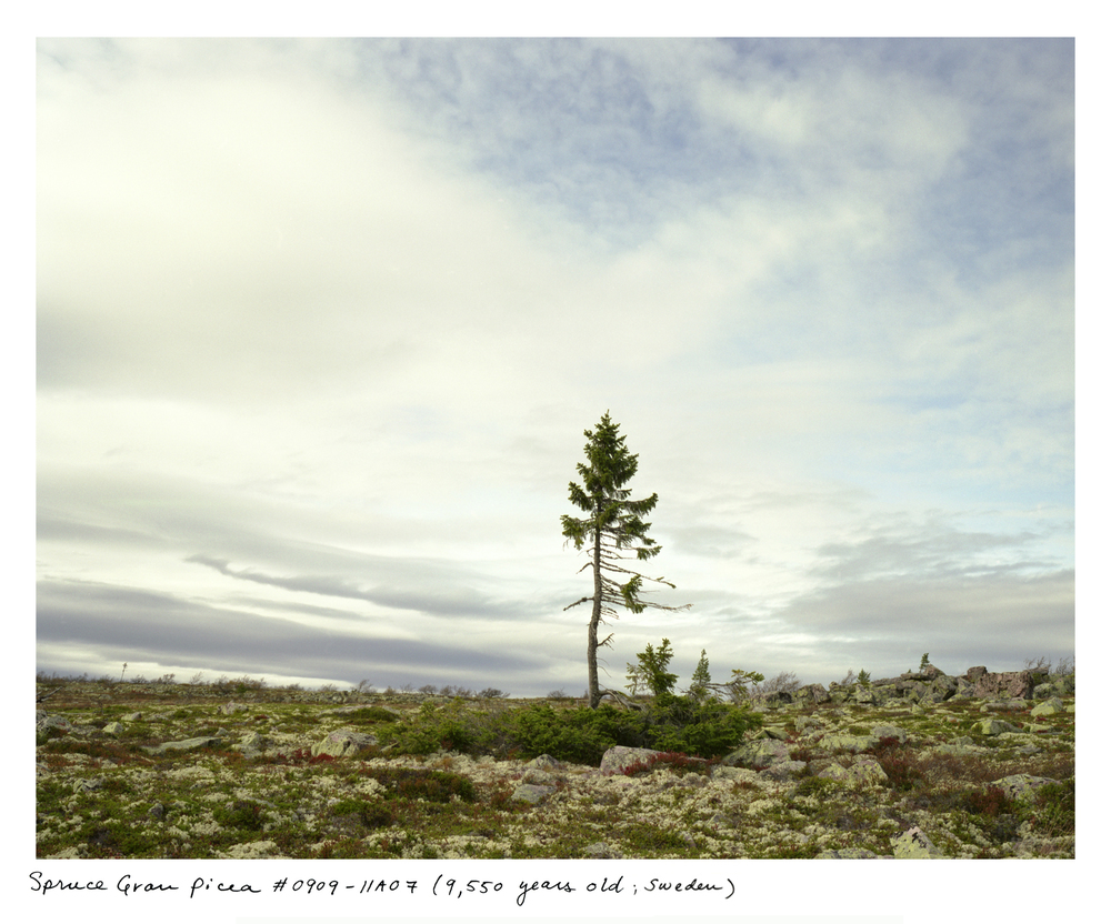 sussman-foto-oldskull-07