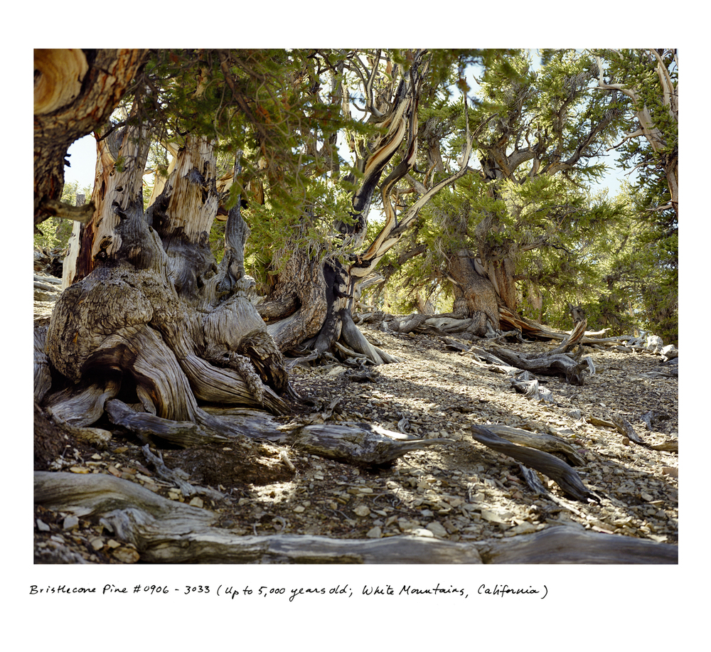 sussman-foto-oldskull-10