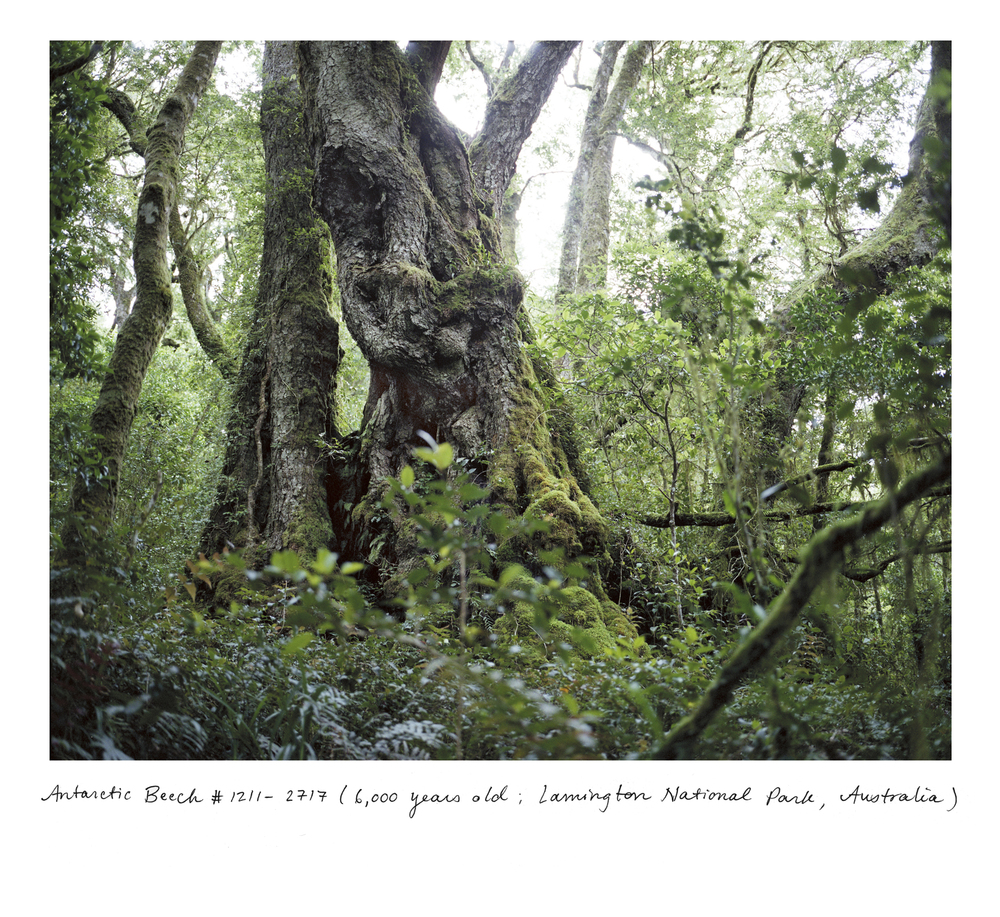 sussman-foto-oldskull-12