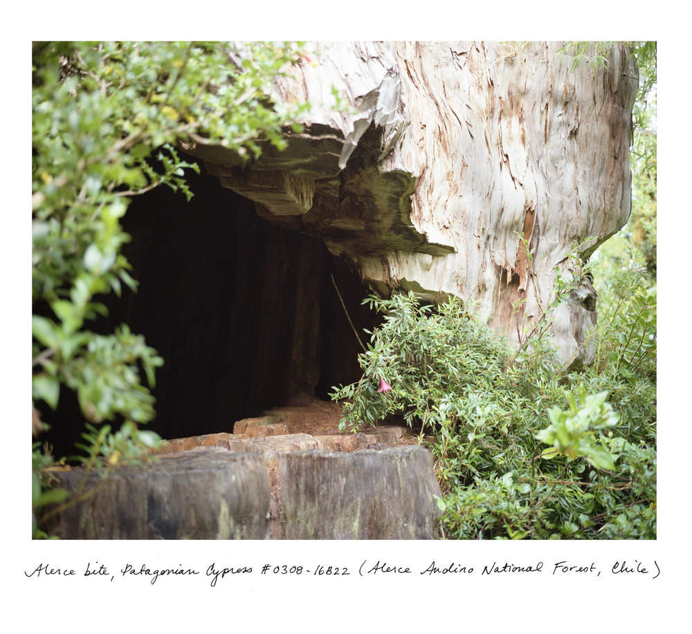 sussman-foto-oldskull-16