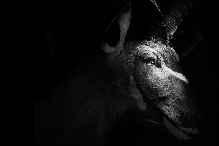 troymoth-foto-oldskull-13