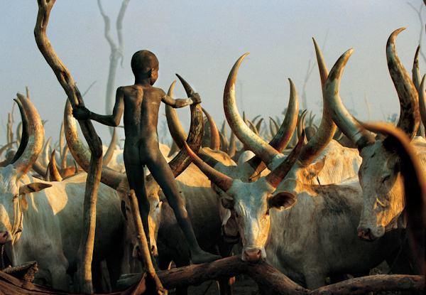 Dinka Child Climbimg among Horns