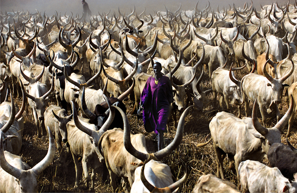 Dinka Herder in Purple