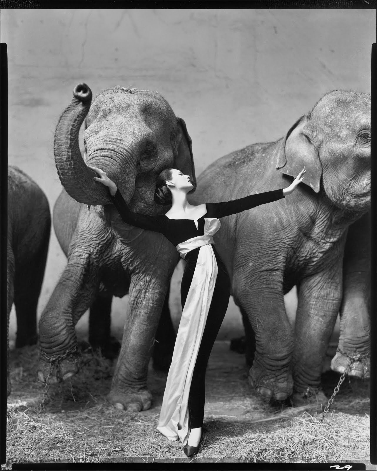 most-expensive-photograph-dovima-with-elephants-1955-richard-avedon-10