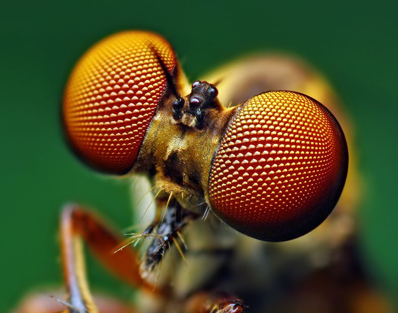 Fotografía de una mosca en macro