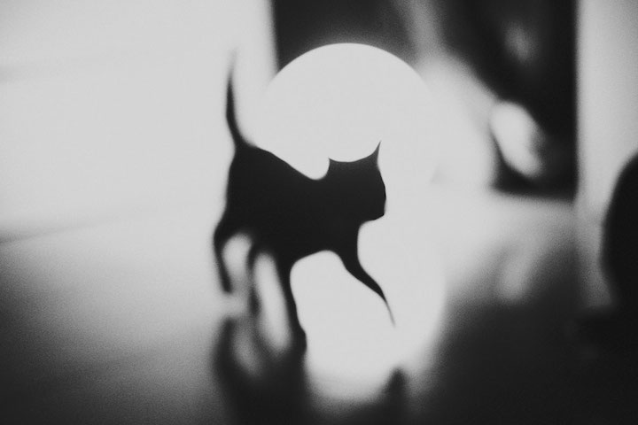 fotografia en blanco y negro de un gato hecha por Silvia Grav