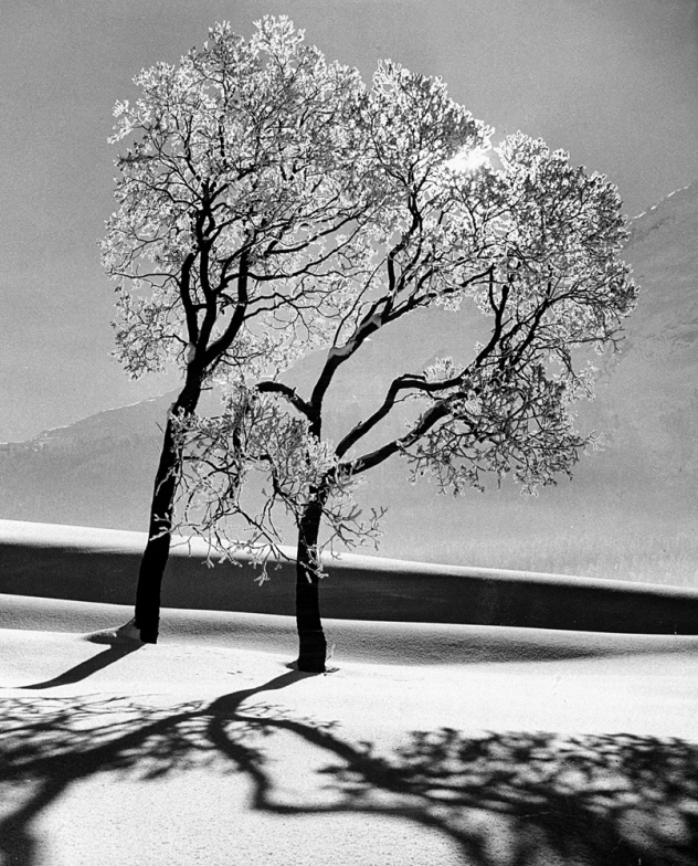 Trees_IC