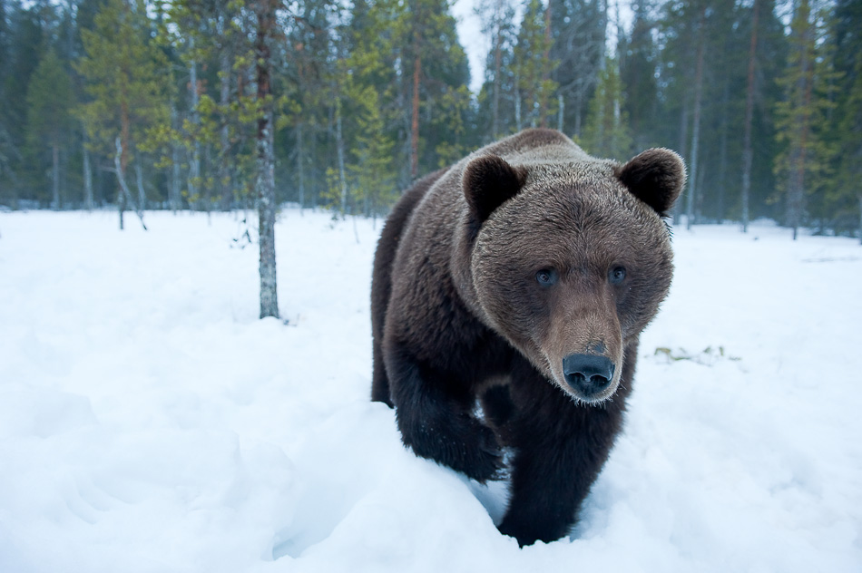 STEFANO UNTERTHINER animals photography 1-2