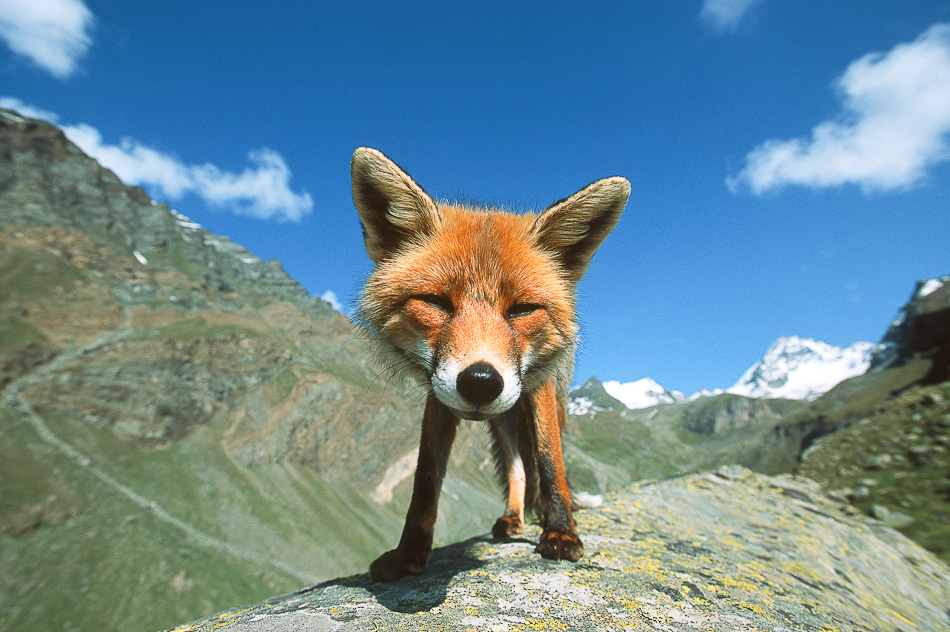 STEFANO UNTERTHINER animals photography 1