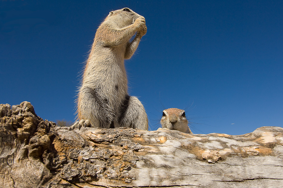 STEFANO UNTERTHINER animals photography 4