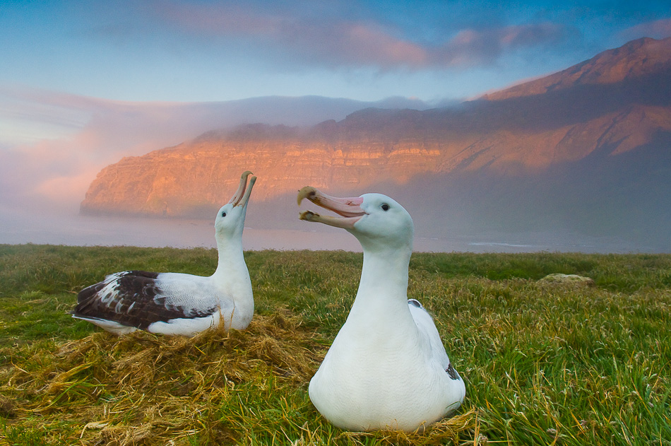 STEFANO UNTERTHINER animals photography 5