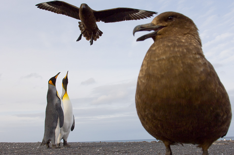 STEFANO UNTERTHINER animals photography 6