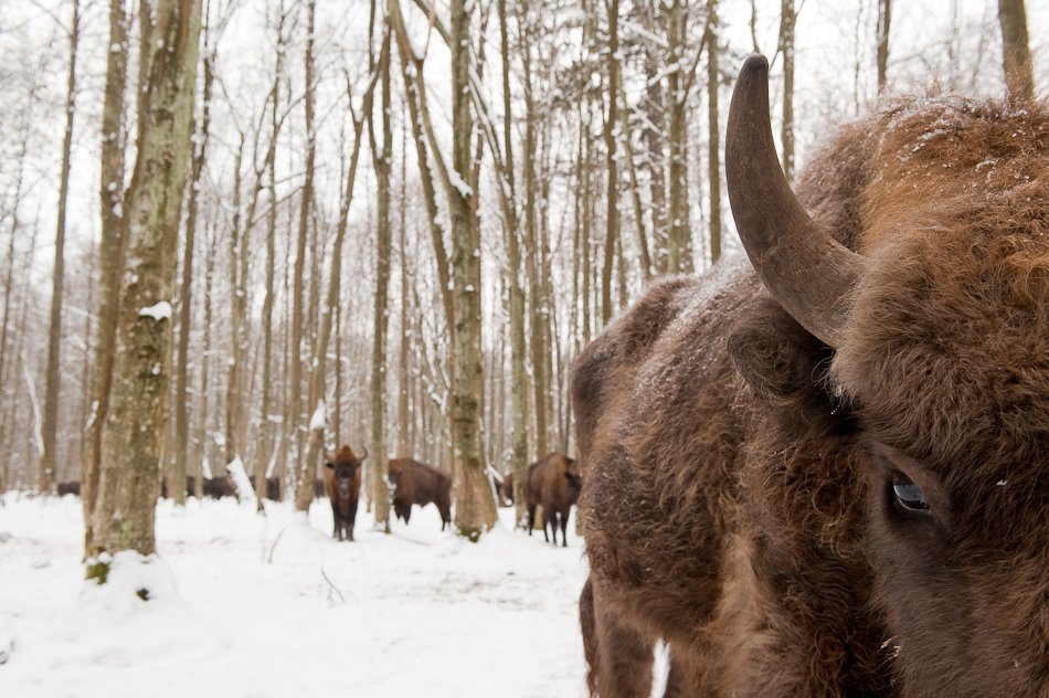 STEFANO UNTERTHINER animals photography 7