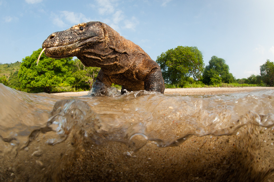 Komodo Dragons MM8131