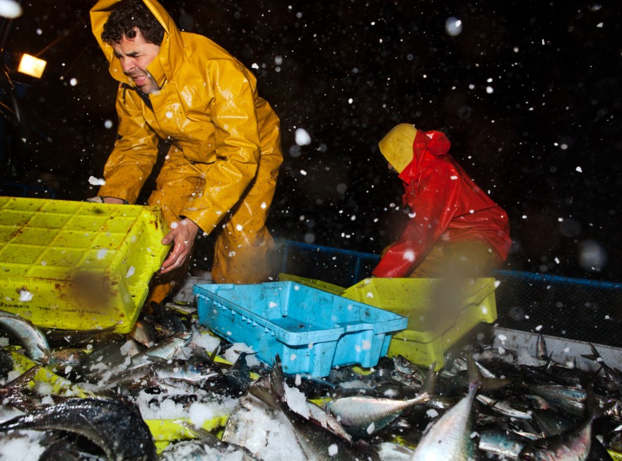 Horse Mackerel Assault