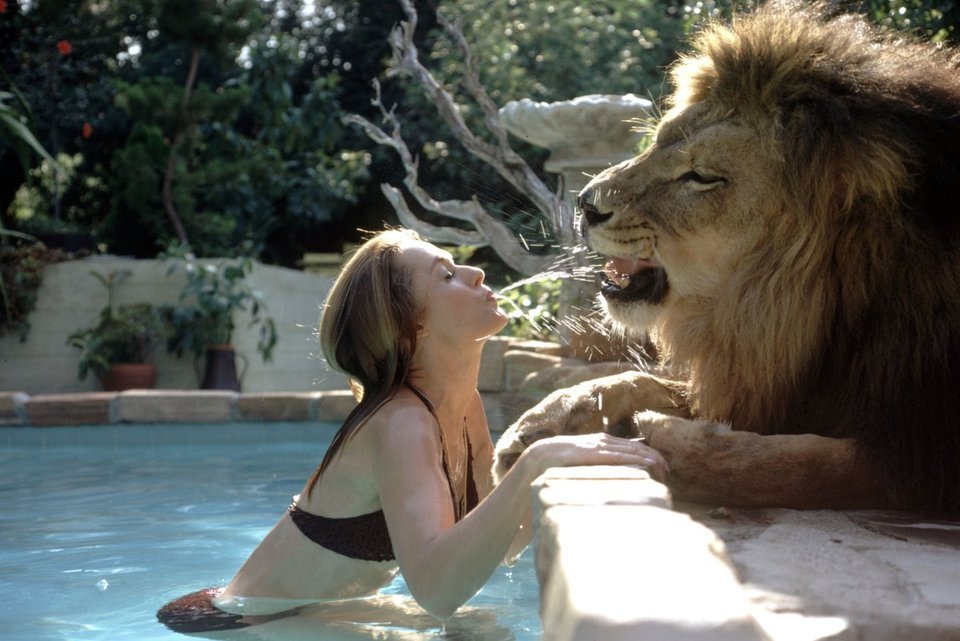 tippi hendren jungando con su leon en la piscina