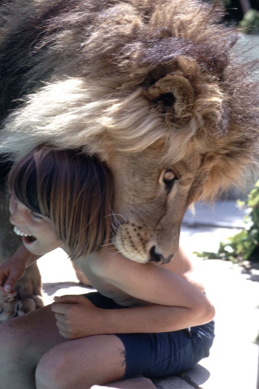 tippi hendre lion photography 4
