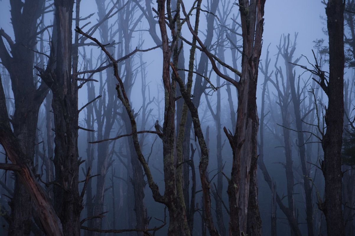 yohanterraza-foto-oldskull-14