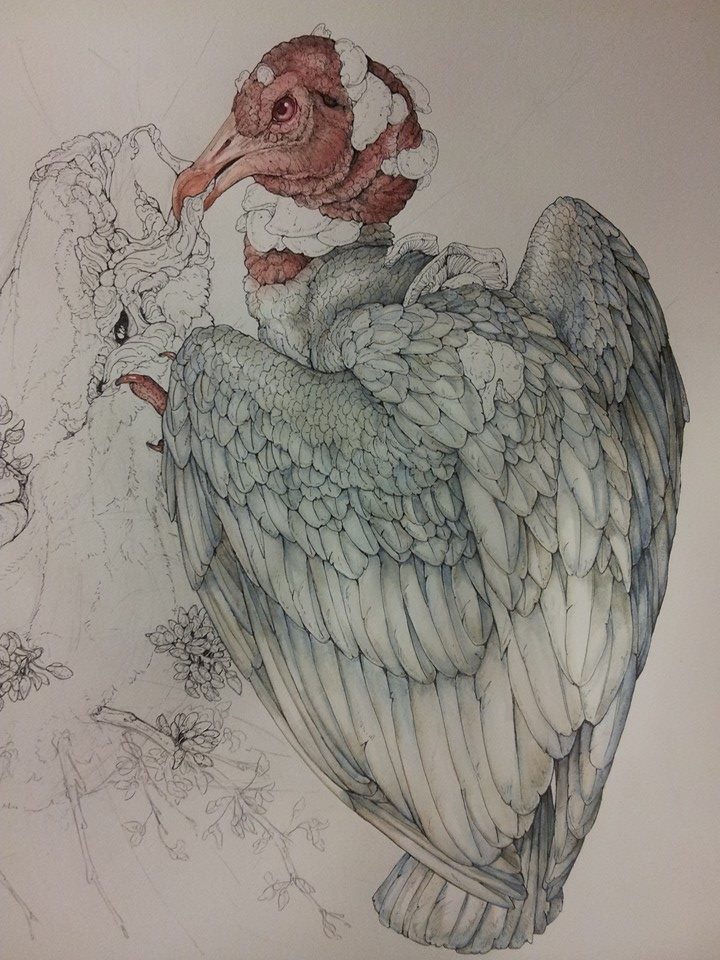 cosmologia nimal ilustracion 5