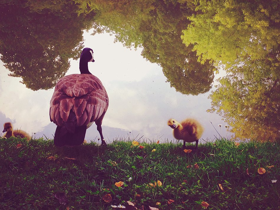 fotografias con un iphone-en-2014-10