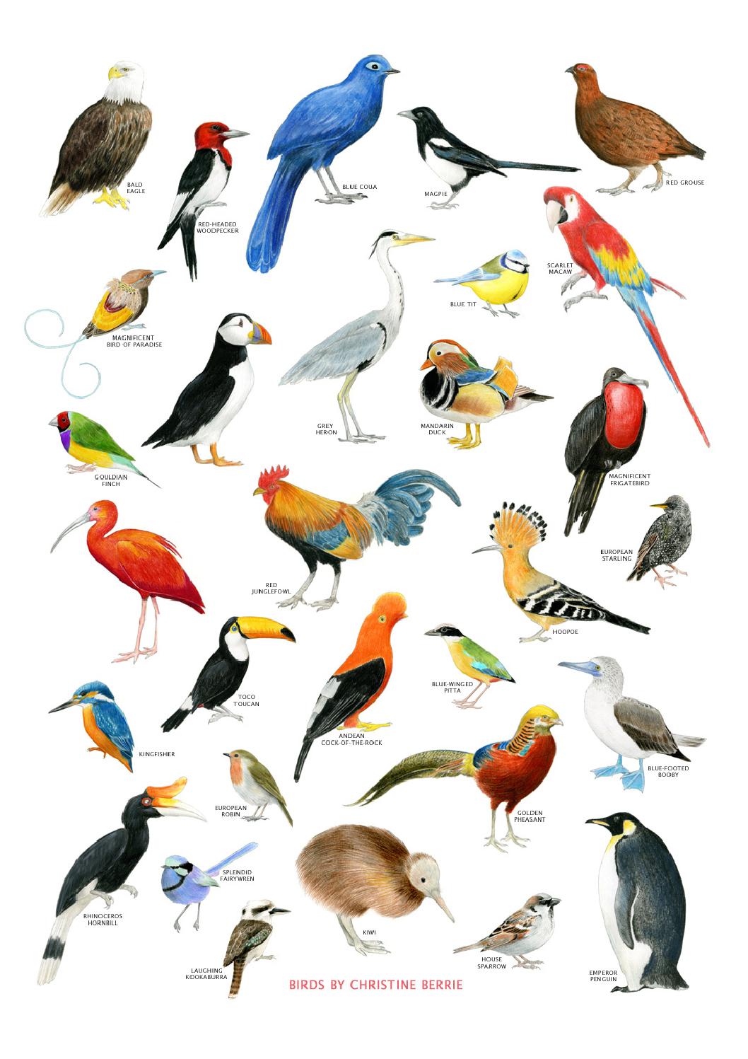 christine berie illustration 4