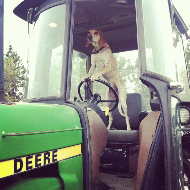 dogs hotography 11