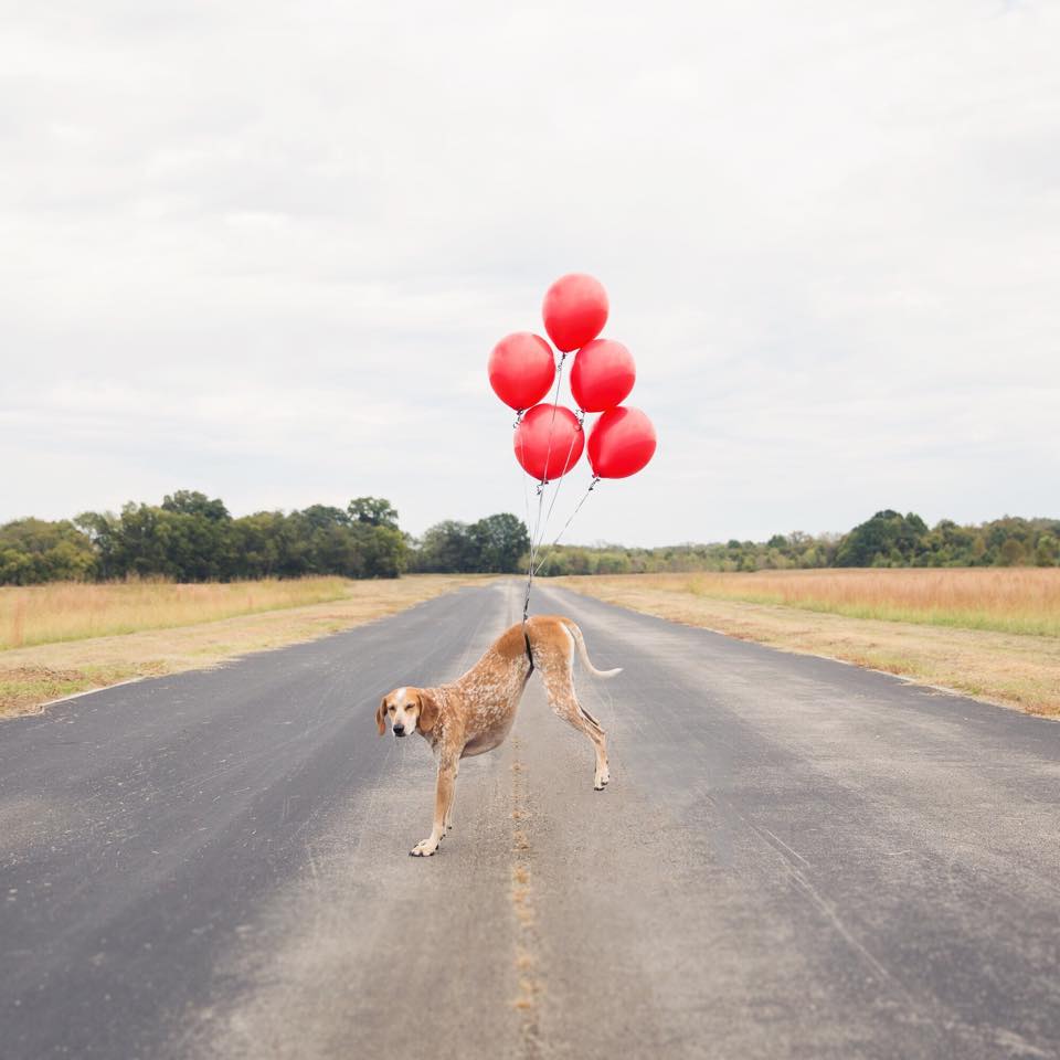 dogs hotography 15