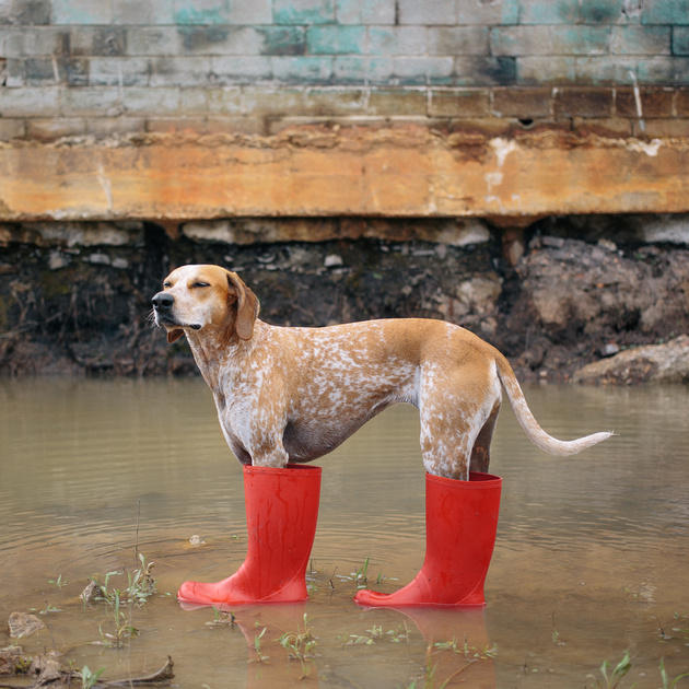 dogs hotography 2