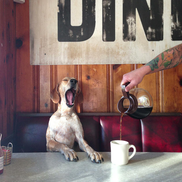 dogs hotography 3