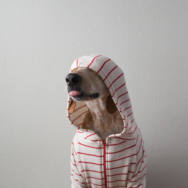 dogs hotography 4