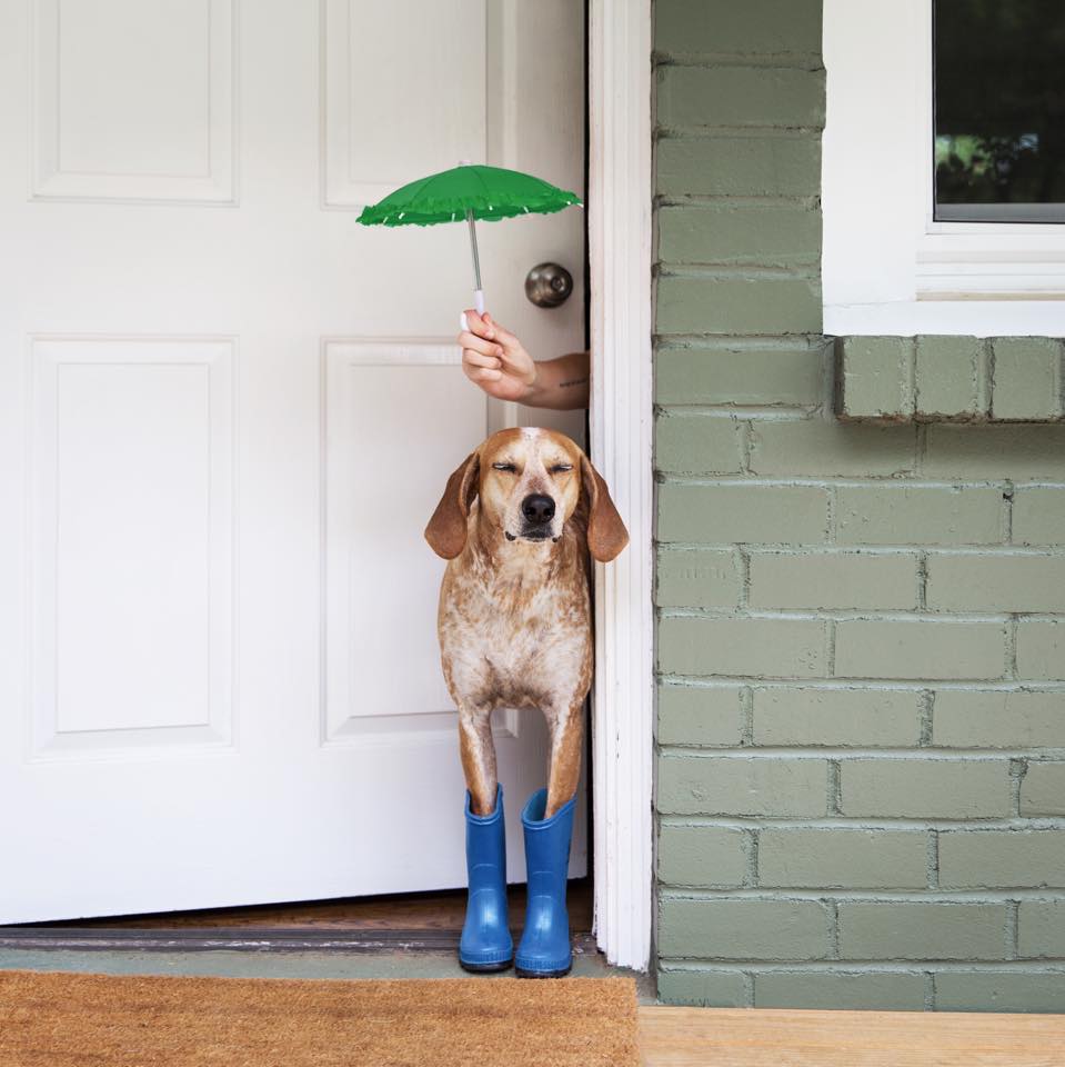 dogs hotography 5