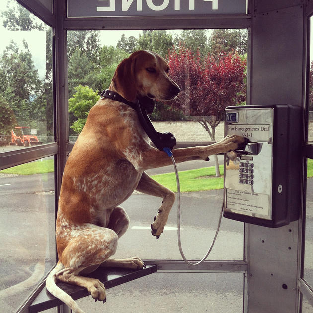 dogs hotography 6