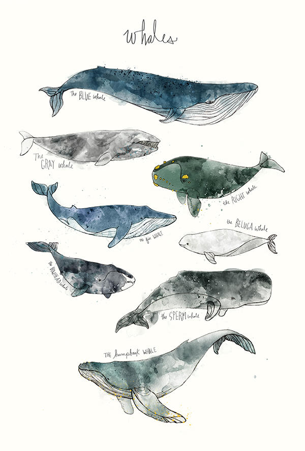 amy hamilton animals illustration 8
