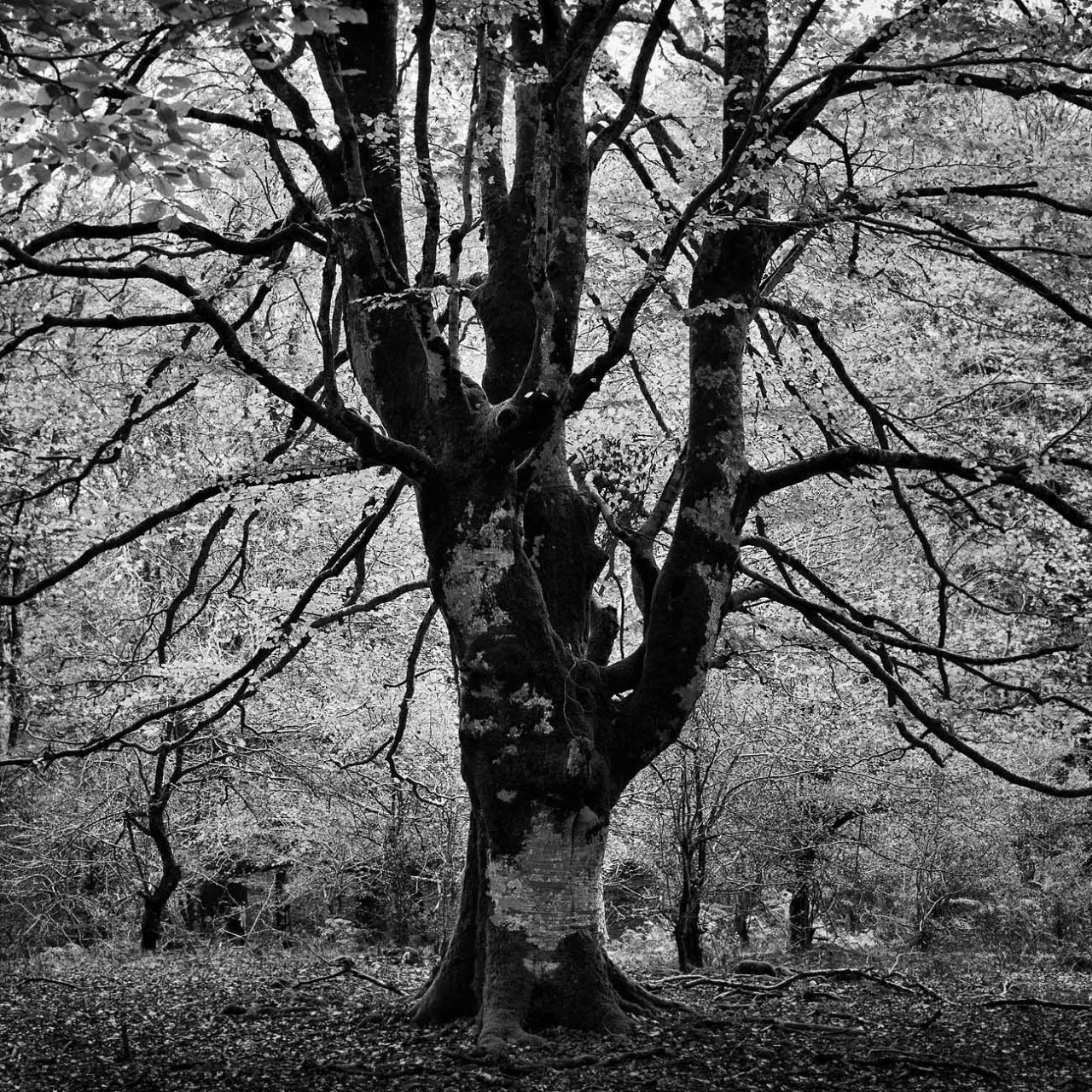 danielochoadeolza-oldskull-foto-10