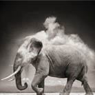 Nick Brandt